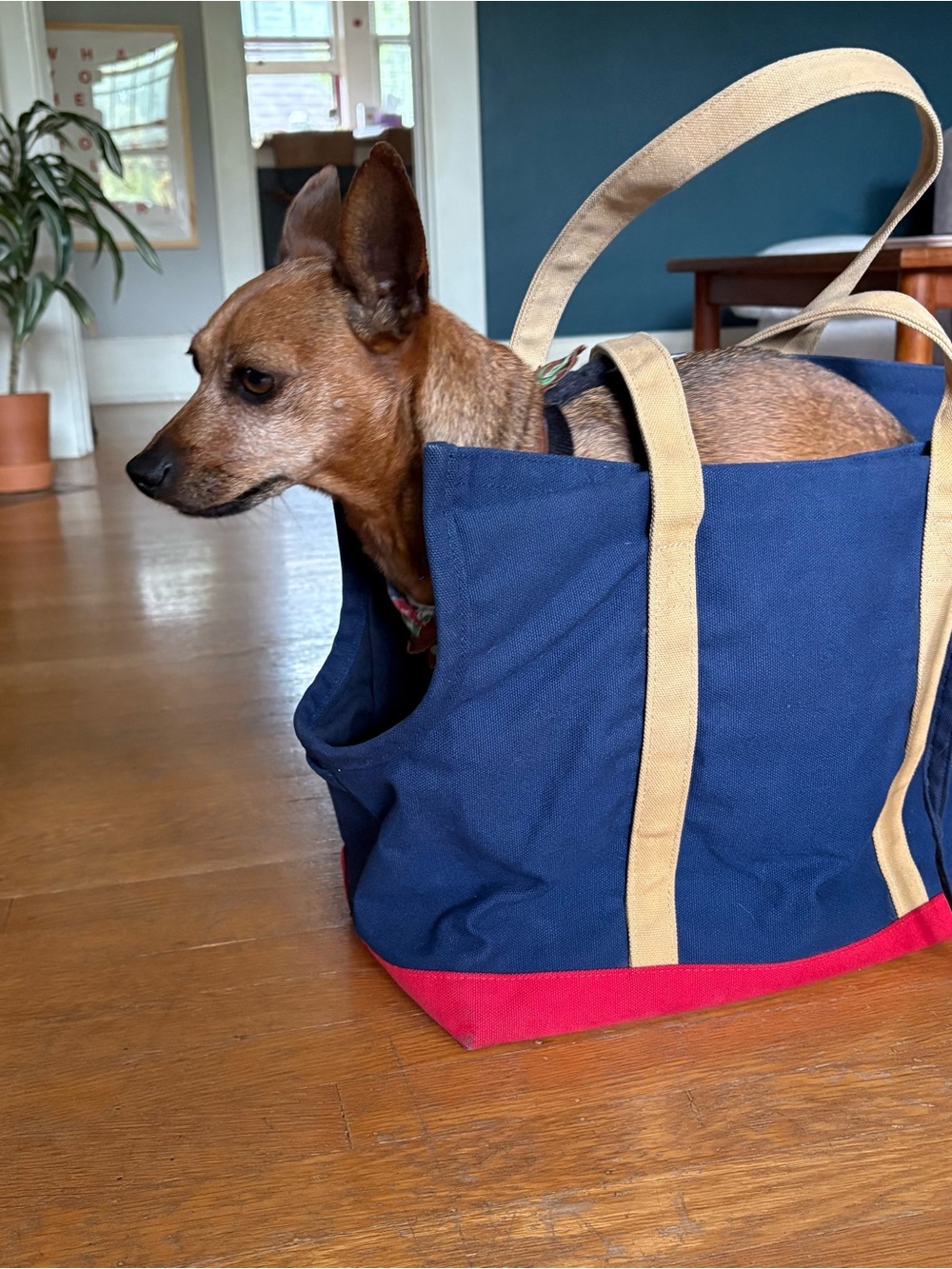 Navy & Red Canvas Pet Tote with Tan Straps - Picture 10 of 11